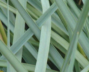 Elymus racemosa - an ornamental grass with blue foliage.